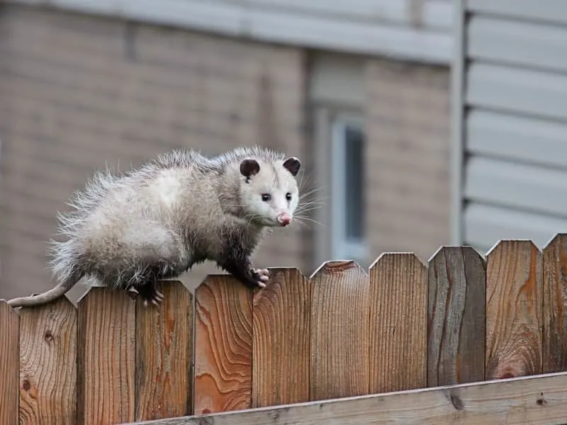 Affordable dead possum removal