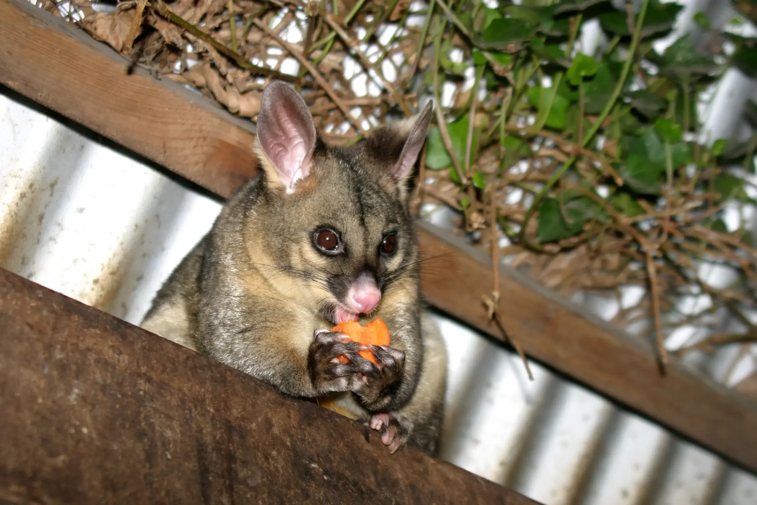 under deck possum removal brisbane
