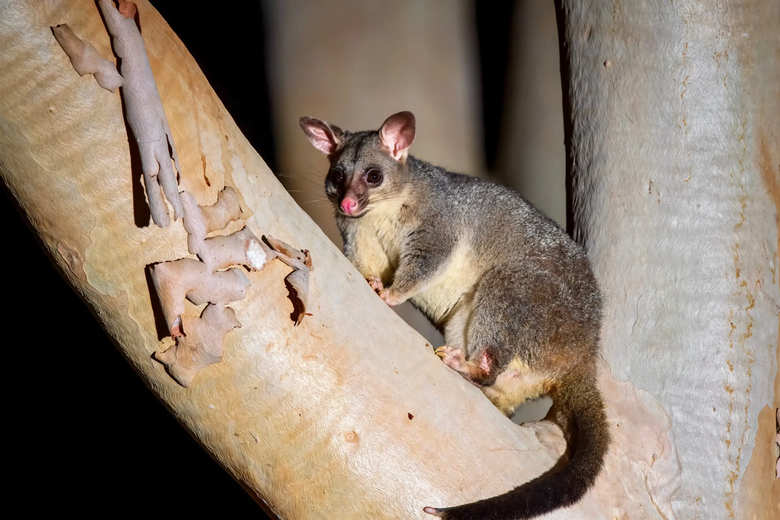 Humane roof possum removal