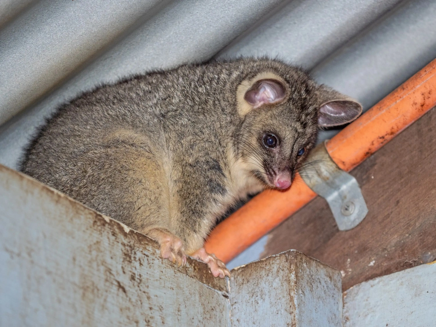 possum removal south brisbane