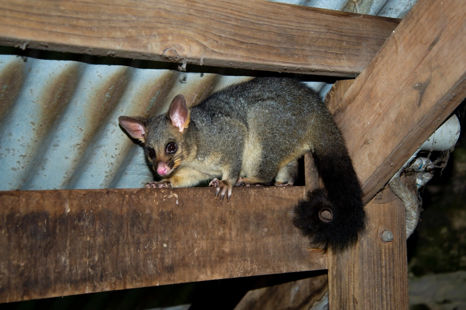 Affordable under deck possum removal Brisbane