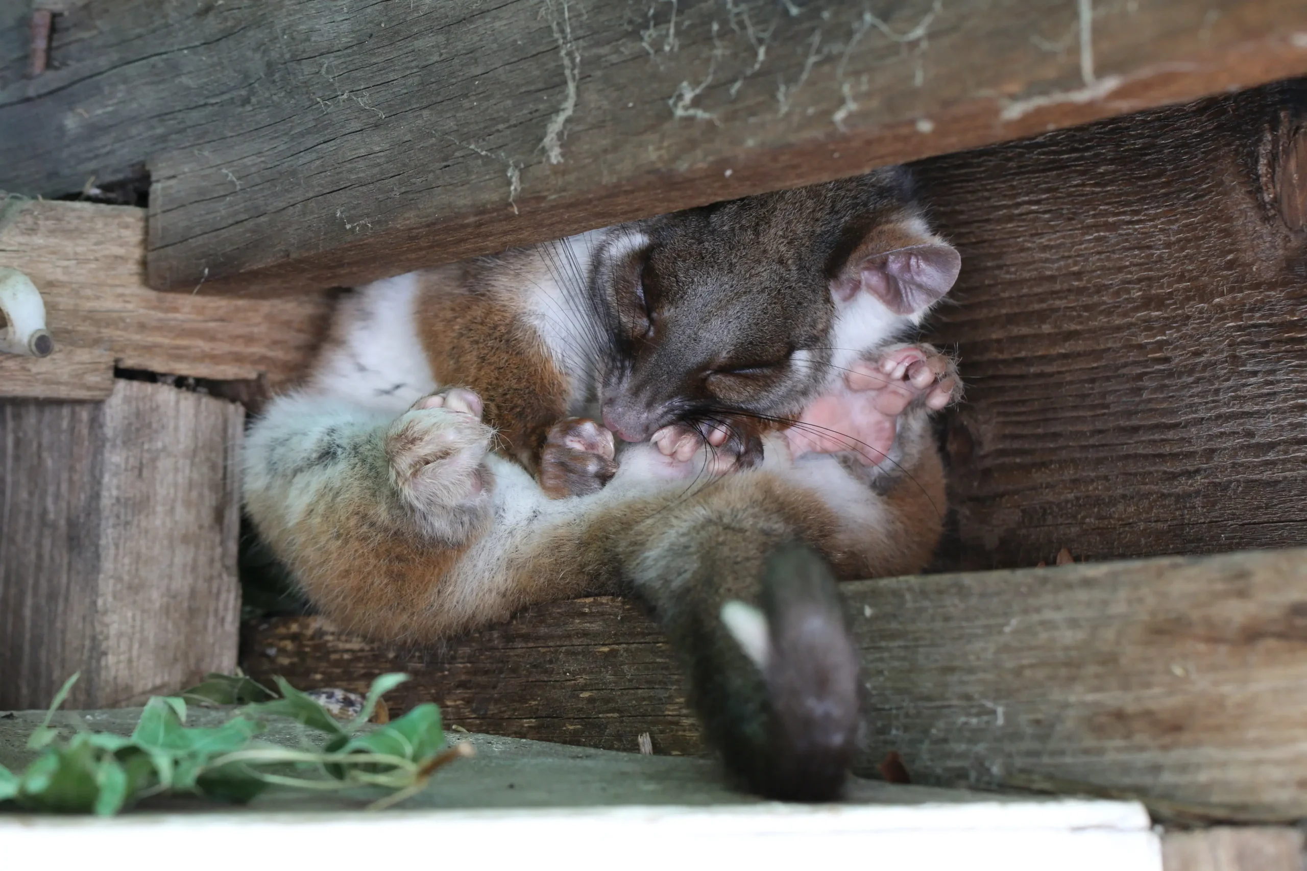 Same-day dead possum removal