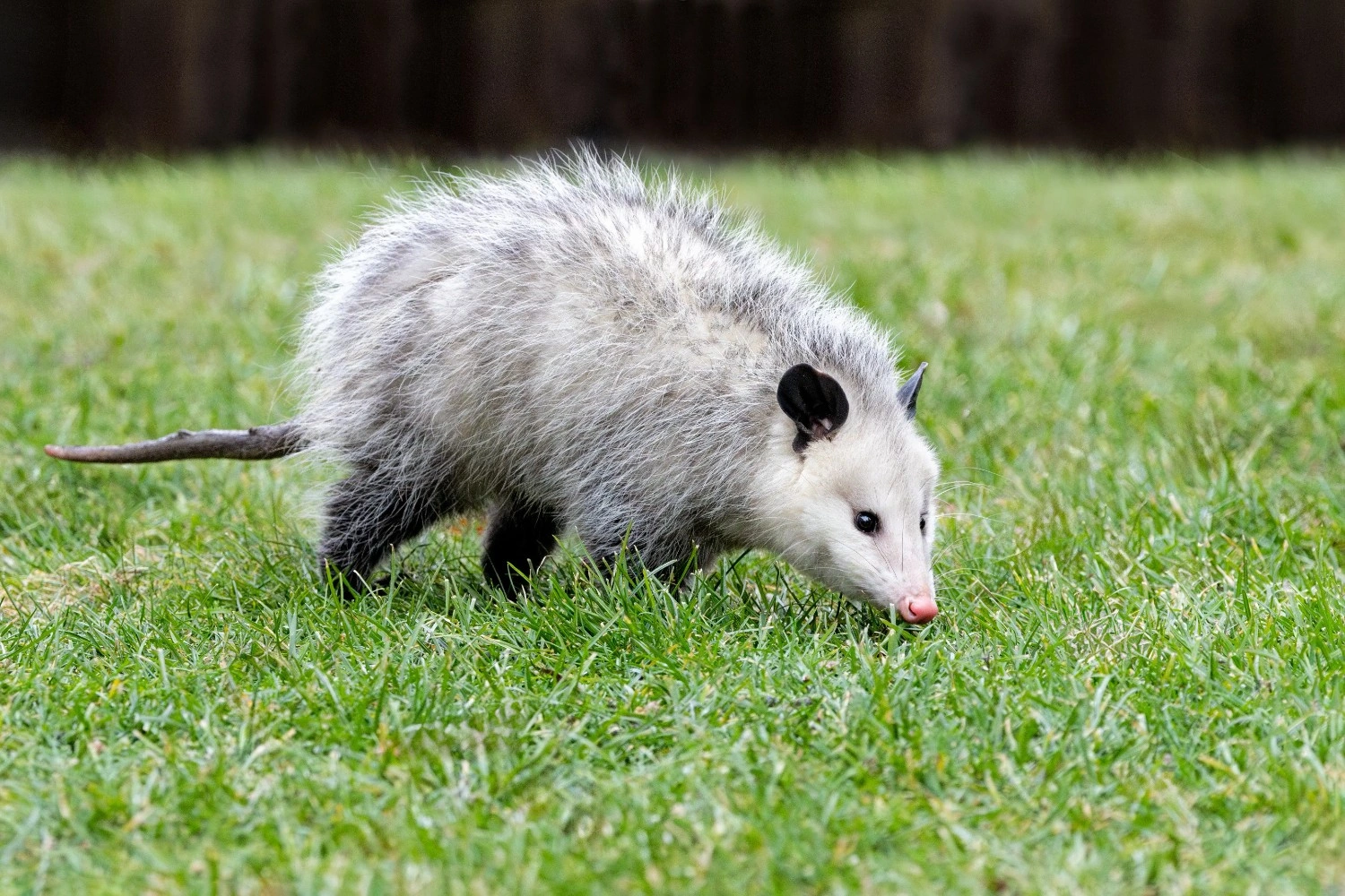 possum catcher brisbane