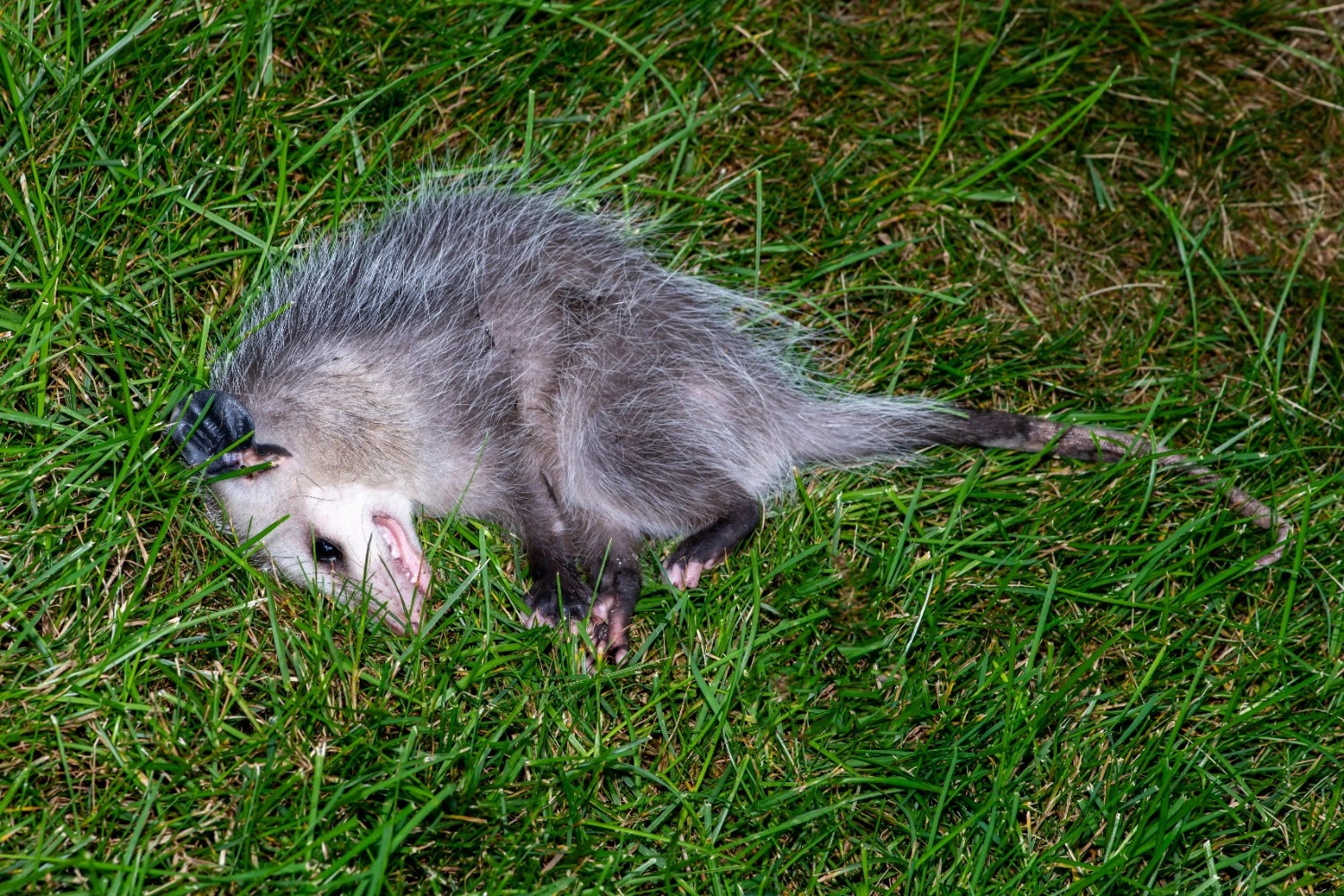 dead possum removal services in brisbane