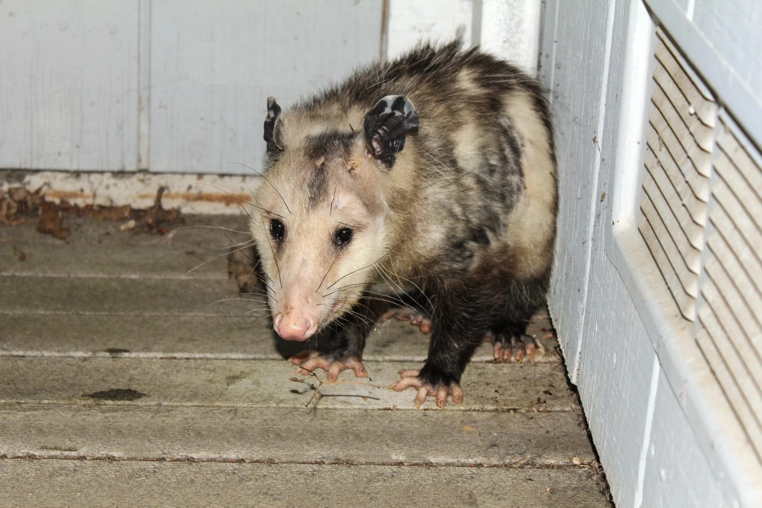 Professional dead possum removal