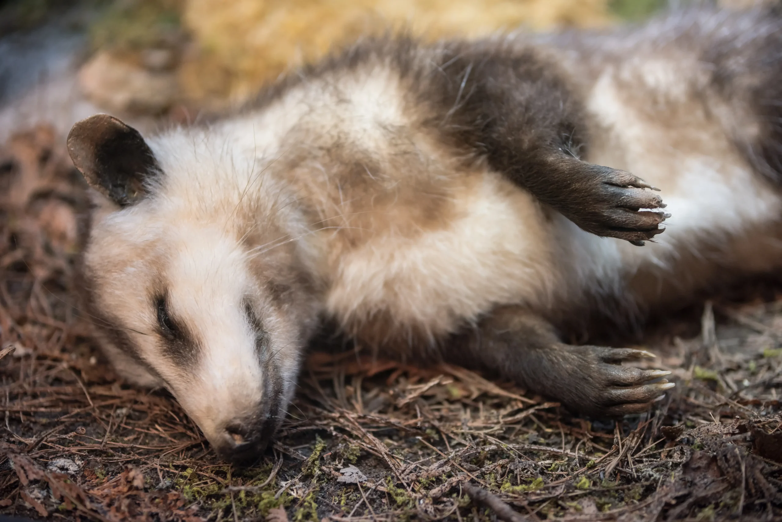 dead possum removal brisbane