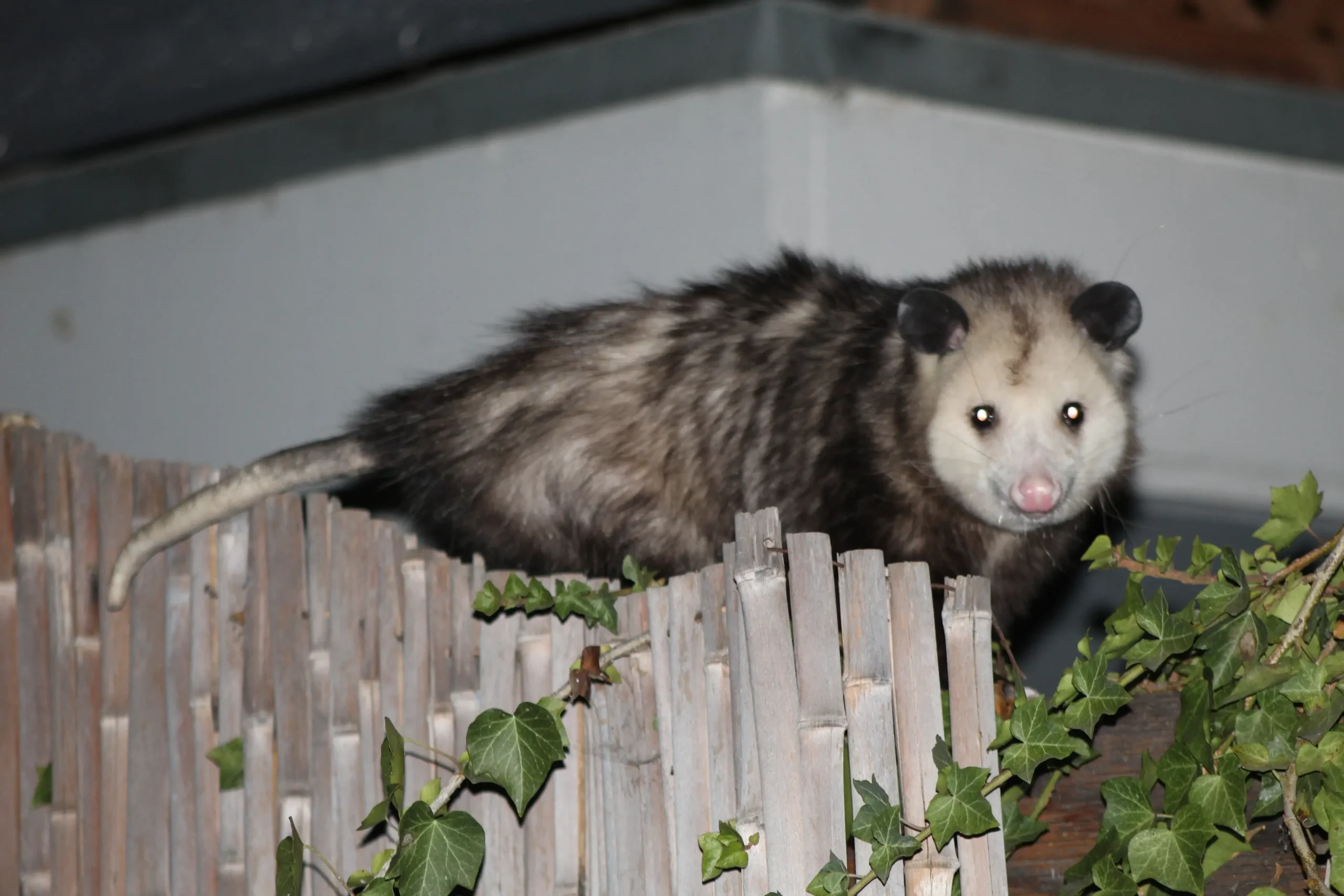 Affordable backyard possum removal Brisbane