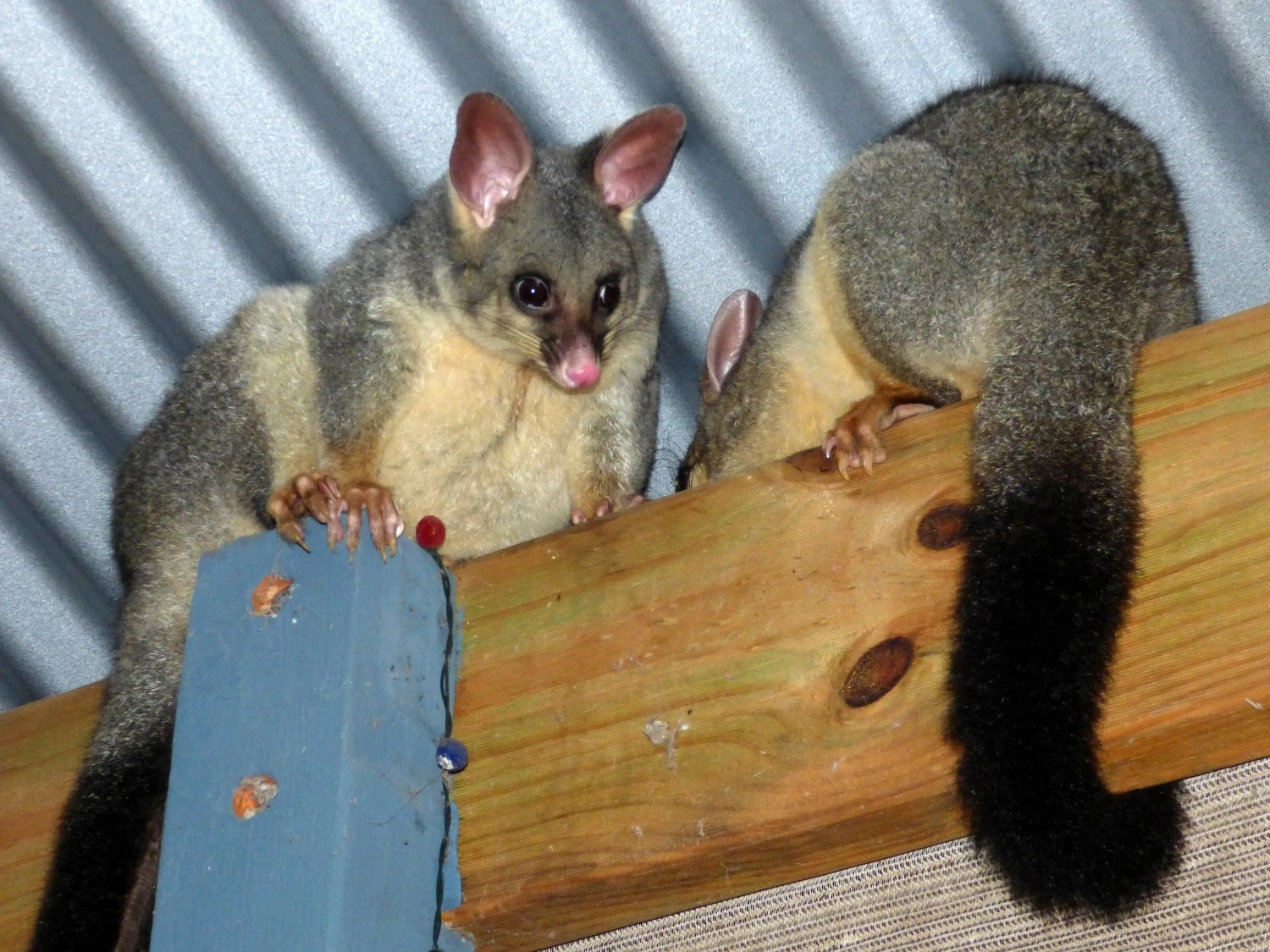 Professional roof possum removal Brisbane