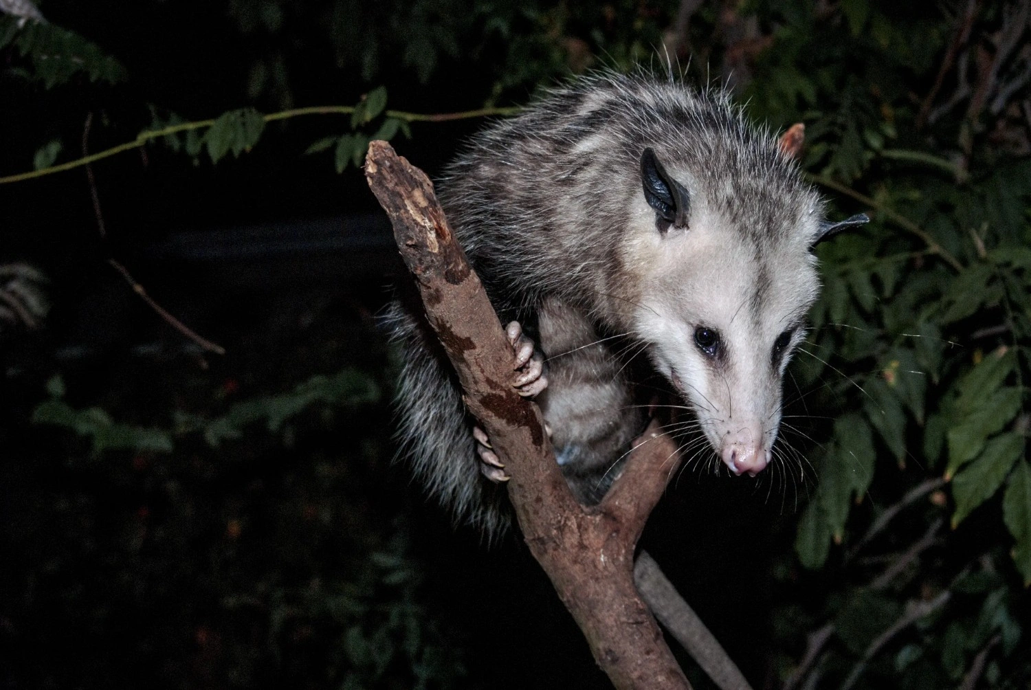 possum removal in Wynnum